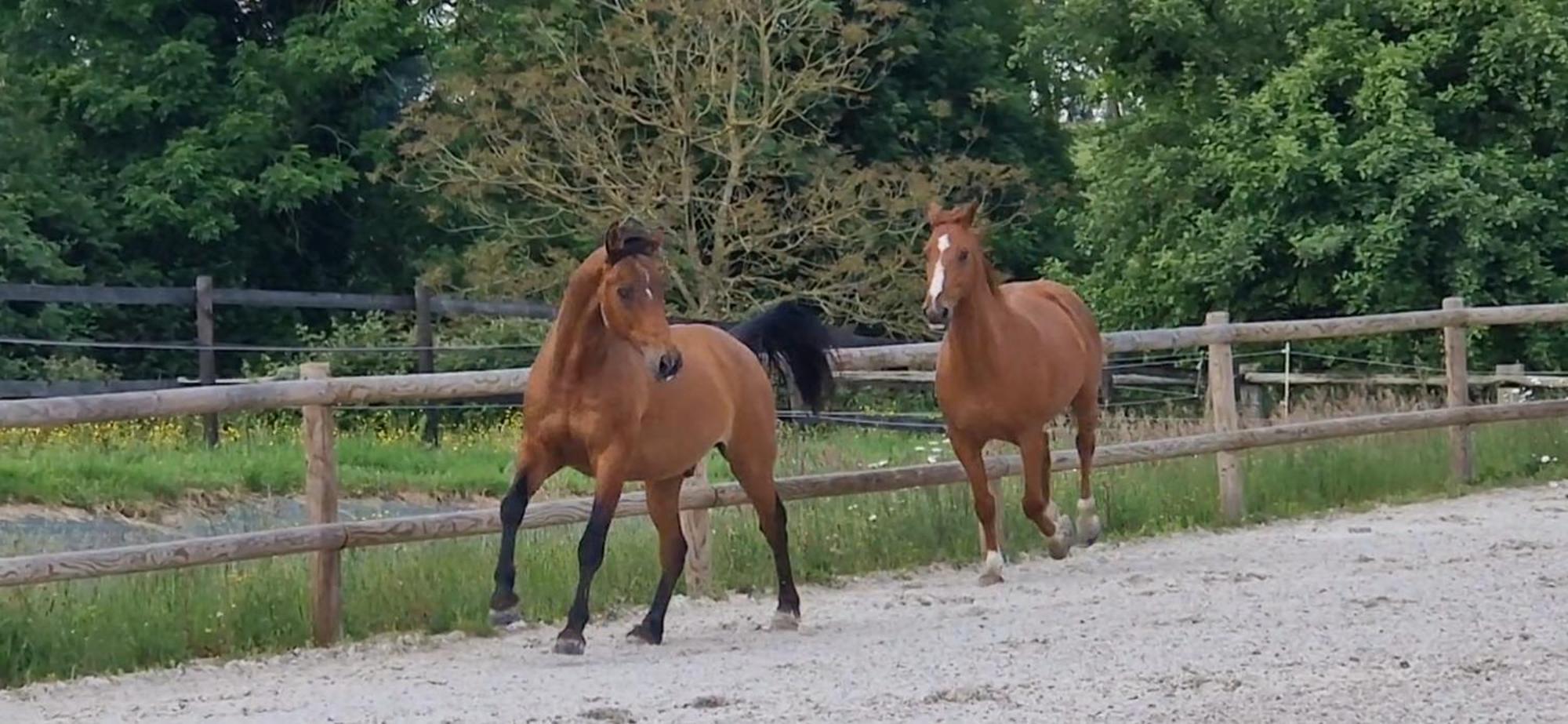 Relais Equestre Du Miloir - Chambres D'Hotes Saint-Desir Kültér fotó