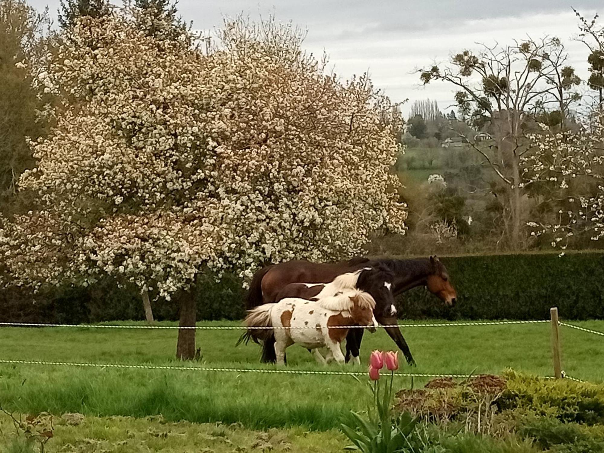 Relais Equestre Du Miloir - Chambres D'Hotes Saint-Desir Kültér fotó