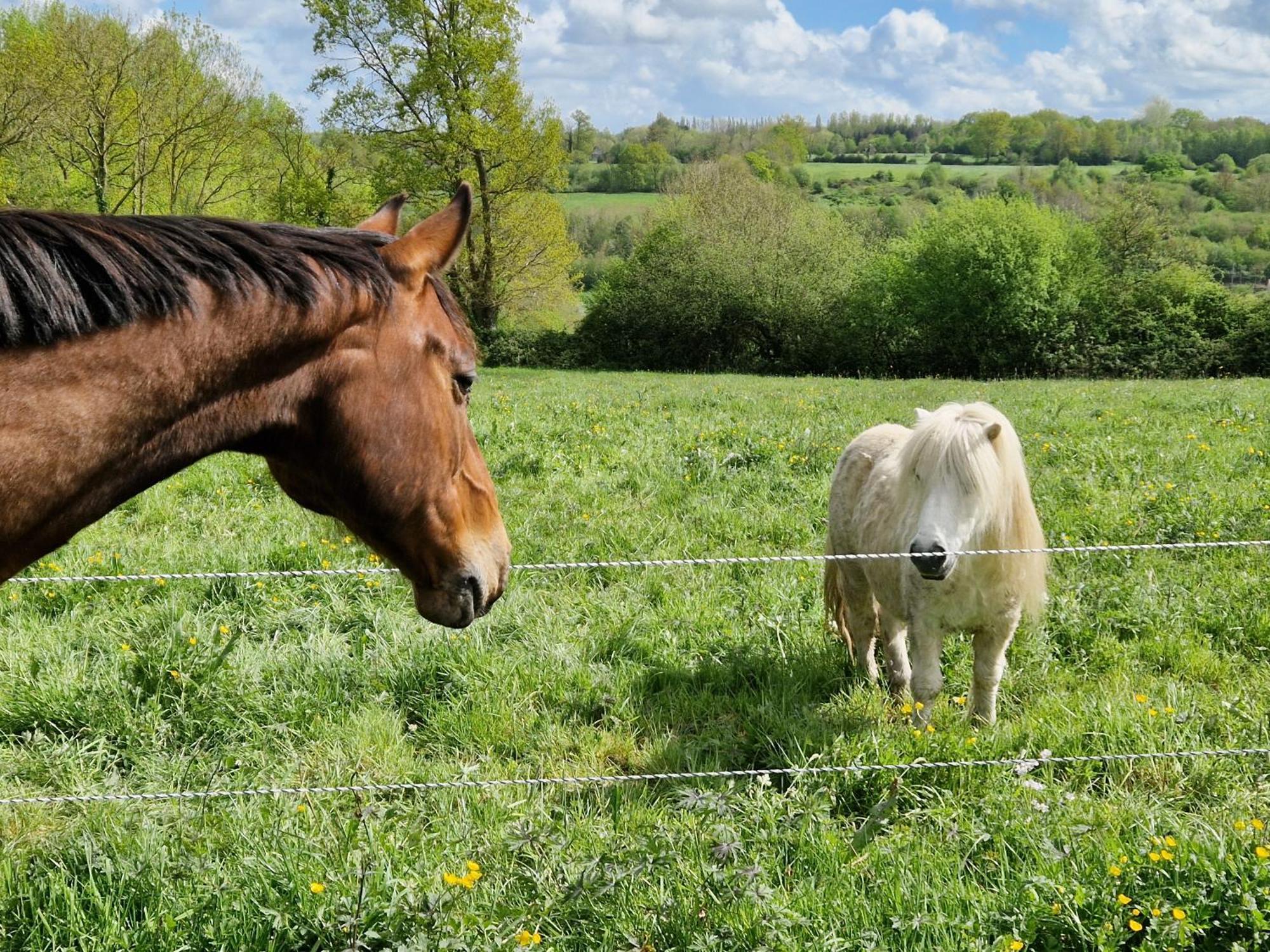 Relais Equestre Du Miloir - Chambres D'Hotes Saint-Desir Kültér fotó